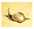 snail